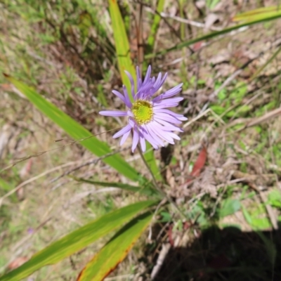 Brachyscome spathulata (Coarse Daisy, Spoon-leaved Daisy) at Harolds Cross, NSW - 17 Nov 2023 by MatthewFrawley