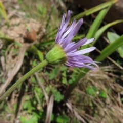 Brachyscome spathulata at QPRC LGA - 18 Nov 2023