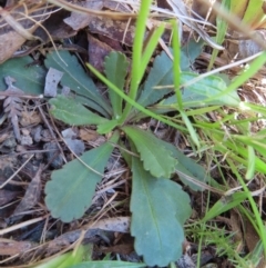 Brachyscome spathulata at QPRC LGA - 18 Nov 2023 10:23 AM