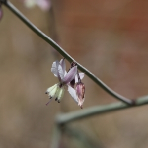 Arthropodium milleflorum at Lyons, ACT - 18 Nov 2023