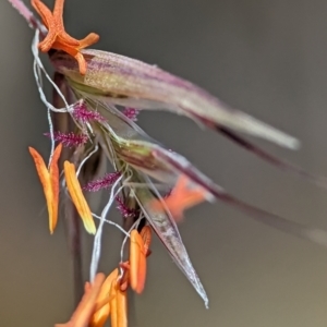 Rytidosperma pallidum at Block 402 - 18 Nov 2023