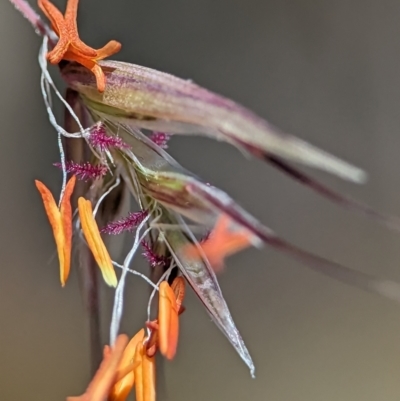 Rytidosperma pallidum (Red-anther Wallaby Grass) at Stromlo, ACT - 17 Nov 2023 by Miranda