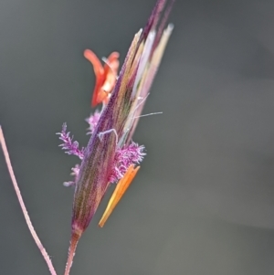 Rytidosperma pallidum at Block 402 - 18 Nov 2023