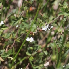 Lipotriches sp. (genus) (Halictid bee) at Lyons, ACT - 17 Nov 2023 by ran452