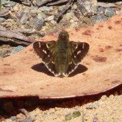 Pasma tasmanica (Two-spotted Grass-skipper) at QPRC LGA - 18 Nov 2023 by MatthewFrawley