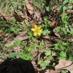 Ranunculus lappaceus (Australian Buttercup) at QPRC LGA - 18 Nov 2023 by MatthewFrawley