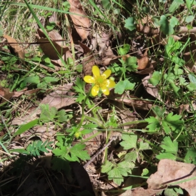 Ranunculus lappaceus (Australian Buttercup) at QPRC LGA - 18 Nov 2023 by MatthewFrawley