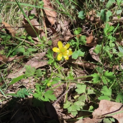 Ranunculus lappaceus (Australian Buttercup) at Harolds Cross, NSW - 17 Nov 2023 by MatthewFrawley