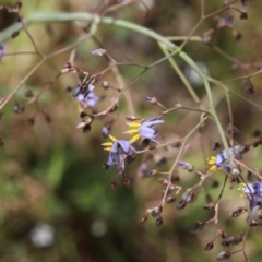 Dianella sp. aff. longifolia (Benambra) (Pale Flax Lily, Blue Flax Lily) at Lyons, ACT - 18 Nov 2023 by ran452