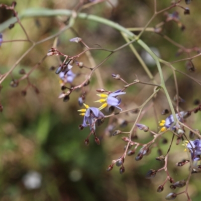 Dianella sp. aff. longifolia (Benambra) (Pale Flax Lily, Blue Flax Lily) at Lyons, ACT - 17 Nov 2023 by ran452