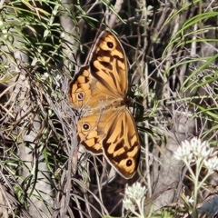 Heteronympha merope (Common Brown Butterfly) at The Pinnacle - 19 Nov 2023 by sangio7