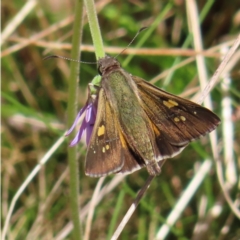 Hesperilla donnysa (Varied Sedge-skipper) at Harolds Cross, NSW - 17 Nov 2023 by MatthewFrawley