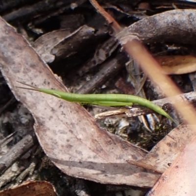 Psednura sp. (genus) (Psednura sedgehopper) at Morton National Park - 13 Nov 2023 by CathB