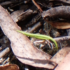 Psednura musgravei at Morton National Park - 13 Nov 2023 01:17 PM