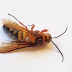 Catocheilus sp. (genus) at Chapman, ACT - 19 Nov 2023