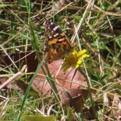 Vanessa kershawi (Australian Painted Lady) at Harolds Cross, NSW - 18 Nov 2023 by MatthewFrawley