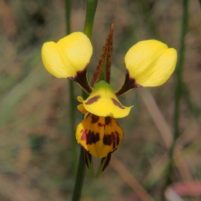 Diuris sulphurea (Tiger Orchid) at Namadgi National Park - 17 Nov 2023 by BarrieR