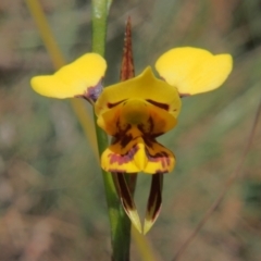 Diuris sulphurea at Namadgi National Park - 17 Nov 2023