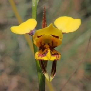 Diuris sulphurea at Namadgi National Park - 17 Nov 2023