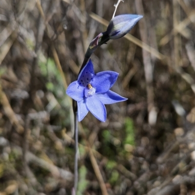 Thelymitra juncifolia (Dotted Sun Orchid) at Namadgi National Park - 18 Nov 2023 by BethanyDunne