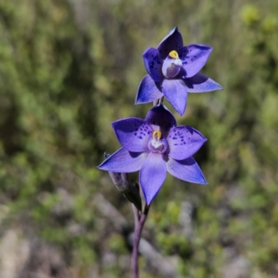 Thelymitra simulata (Graceful Sun-orchid) at Namadgi National Park - 17 Nov 2023 by BethanyDunne