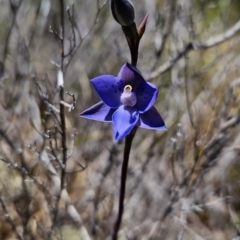 Thelymitra simulata (Graceful Sun-orchid) at Namadgi National Park - 18 Nov 2023 by BethanyDunne