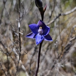 Thelymitra simulata at Namadgi National Park - suppressed