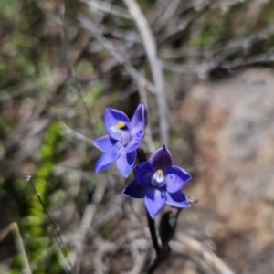 Thelymitra simulata at Namadgi National Park - suppressed