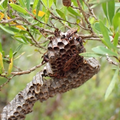 Ropalidia plebeiana (Small brown paper wasp) at Booderee National Park1 - 15 Nov 2023 by CathB