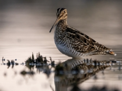 Gallinago hardwickii (Latham's Snipe) at Mulligans Flat - 18 Nov 2023 by BenHarvey