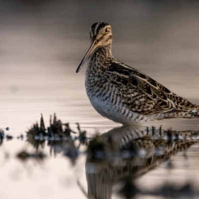 Gallinago hardwickii (Latham's Snipe) at Mulligans Flat - 18 Nov 2023 by BenHarvey