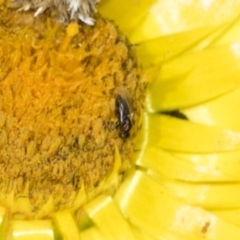 Dasytinae (subfamily) (Soft-winged flower beetle) at Pinnacle NR (PIN) - 17 Nov 2023 by AlisonMilton