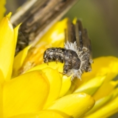 Psychidae (family) IMMATURE (Unidentified case moth or bagworm) at Pinnacle NR (PIN) - 18 Nov 2023 by AlisonMilton