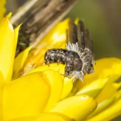 Psychidae (family) IMMATURE (Unidentified case moth or bagworm) at Pinnacle NR (PIN) - 17 Nov 2023 by AlisonMilton