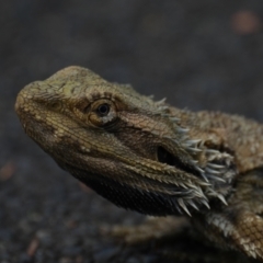 Pogona barbata (Eastern Bearded Dragon) at Blaxland, NSW - 11 Oct 2023 by BirdoMatt