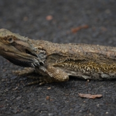 Pogona barbata at Blaxland, NSW - 11 Oct 2023