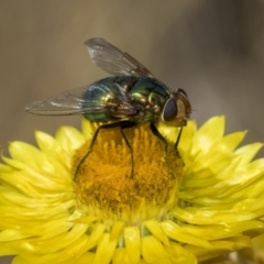 Lucilia sp. (genus) (A blowfly) at The Pinnacle - 17 Nov 2023 by AlisonMilton
