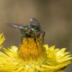 Lucilia sp. (genus) at The Pinnacle - 18 Nov 2023