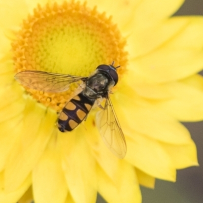 Melangyna viridiceps (Hover fly) at The Pinnacle - 3 Nov 2023 by AlisonMilton