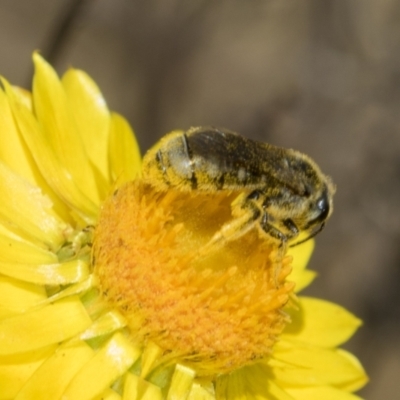 Lasioglossum (Chilalictus) sp. (genus & subgenus) (Halictid bee) at The Pinnacle - 18 Nov 2023 by AlisonMilton