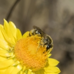 Lasioglossum (Chilalictus) sp. (genus & subgenus) at The Pinnacle - 18 Nov 2023