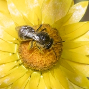 Lasioglossum (Chilalictus) sp. (genus & subgenus) at The Pinnacle - 18 Nov 2023 10:31 AM