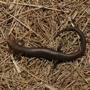 Lampropholis delicata at Lake Ginninderra - 13 Nov 2023 04:56 PM