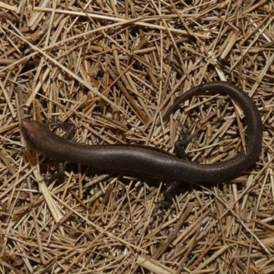 Lampropholis delicata (Delicate Skink) at Lake Ginninderra - 13 Nov 2023 by Birdy