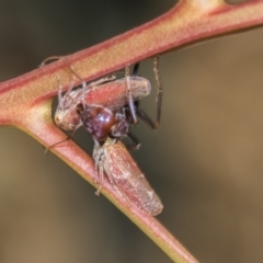 Katipo rubrivenosa (A leafhopper) at Hawker, ACT - 17 Nov 2023 by AlisonMilton