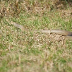 Pseudonaja textilis (Eastern Brown Snake) at Mount Annan, NSW - 19 Sep 2023 by BirdoMatt