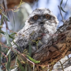 Podargus strigoides (Tawny Frogmouth) at Hawker, ACT - 18 Nov 2023 by AlisonMilton