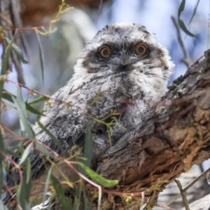 Podargus strigoides at Hawker, ACT - 18 Nov 2023