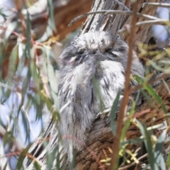 Podargus strigoides at Hawker, ACT - 18 Nov 2023