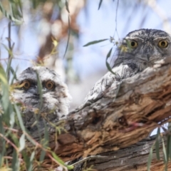 Podargus strigoides at Hawker, ACT - 18 Nov 2023